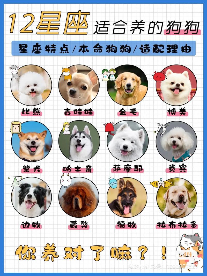 12星座配对的宠物是什么 12星座专属什么宠物