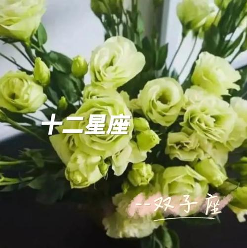 十二星座的幸运小花 帅芒果和小花是什么星座