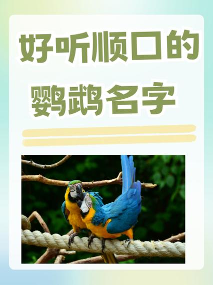 鹦鹉取名字大全公母配对 给鹦鹉取名好听的名字大全