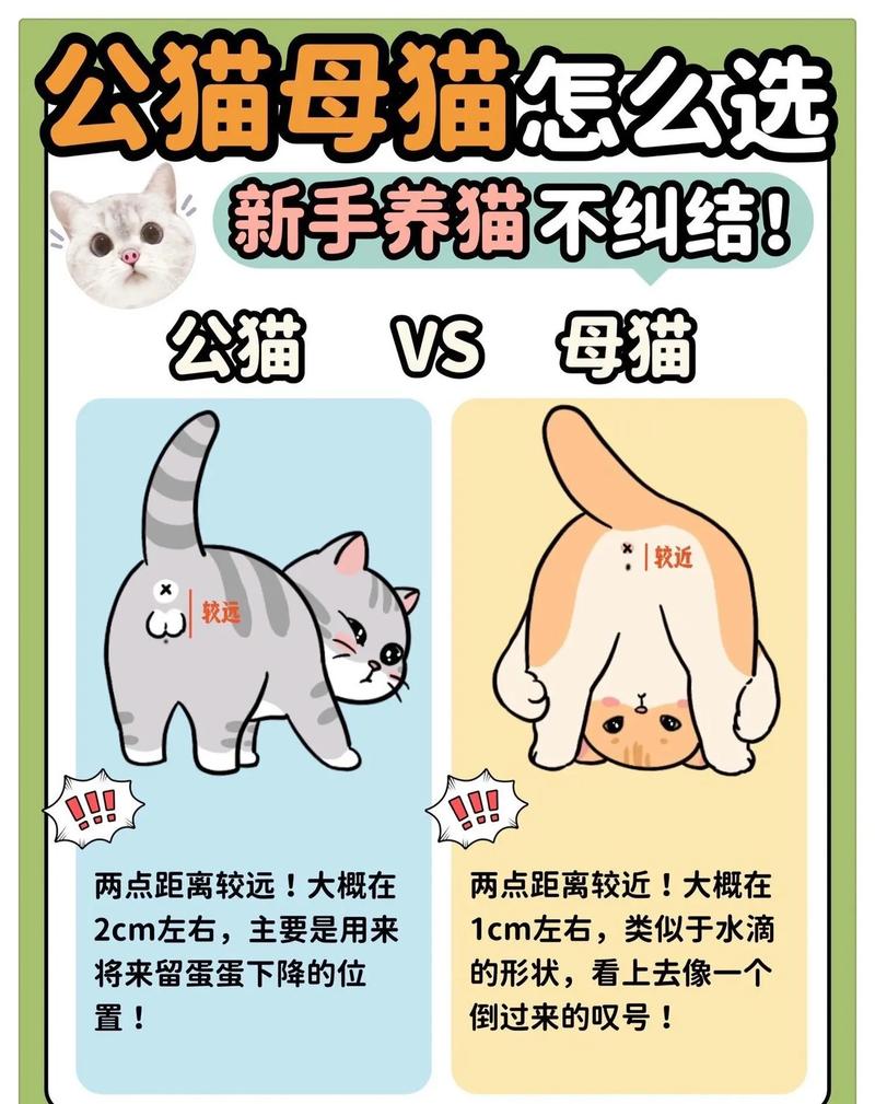 猫咪公母名字配对表格 猫咪起名分公母吗
