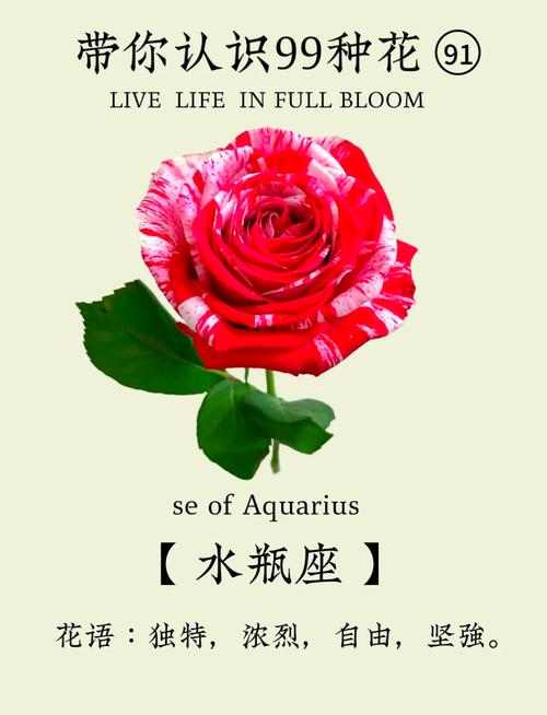 玫瑰花水瓶座男生性格(水瓶座玫瑰是什么品种)