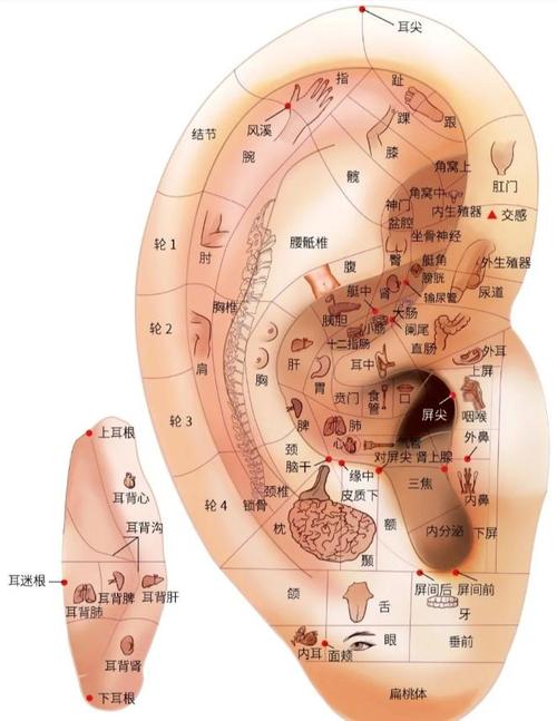 最近右耳朵热测吉凶 耳朵热是有人在念叨你吗