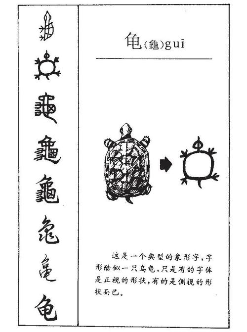 乌龟宝宝起名字 给小乌龟取名字有寓意